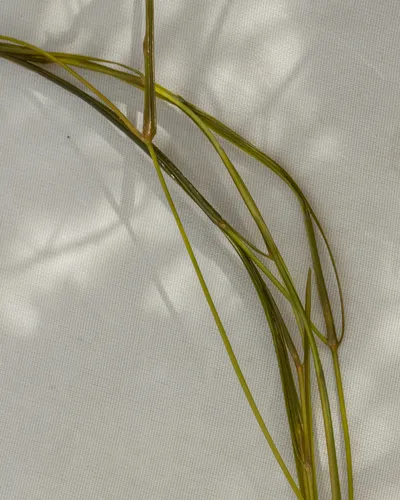 Small Pondweed — photo by Uriel Levy