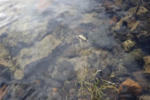 Spiral Pondweed — photo by "Henry ""Nick"" Robertson"