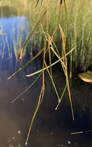 Narrowleaf Pondweed — photo by Peter Zika