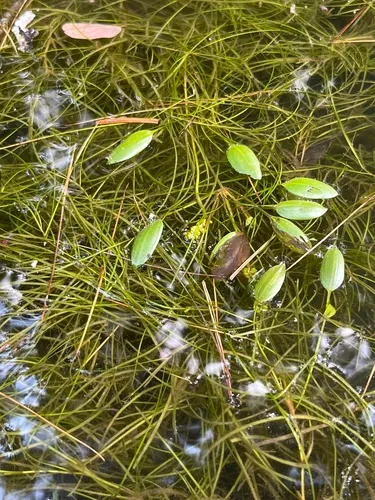 Tennessee Pondweed — photo by Brian