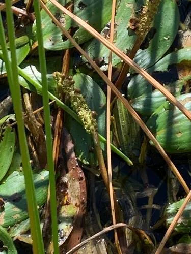 Pondweed — photo by Geoffrey Sinclair