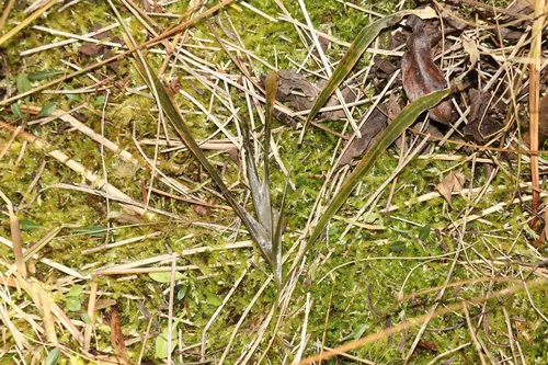 Flatstem Pondweed
