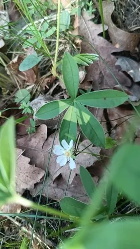 White Cinquefoil — photo by Filip Vyskočil