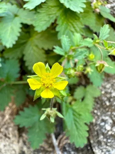 Whiteflower Cinquefoil — photo by Matthew Lachiusa