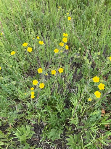 Silkyleaf Cinquefoil — photo by US Air Force Academy Natural Resources Office