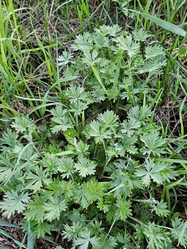 Silver Cinquefoil — photo by valentinagubareva