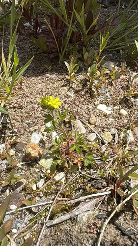 Biennial Cinquefoil