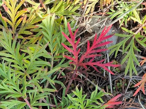Staghorn Cinquefoil — photo by Jana Winberg