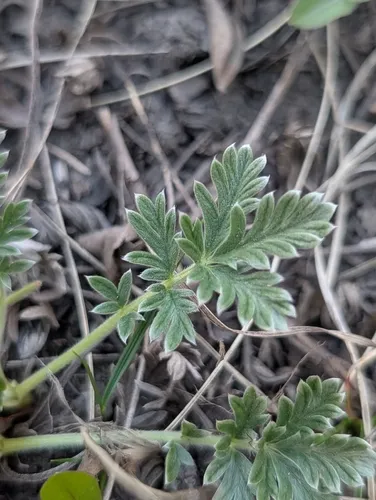 Tansy Cinquefoil — photo by Hunter Jackson