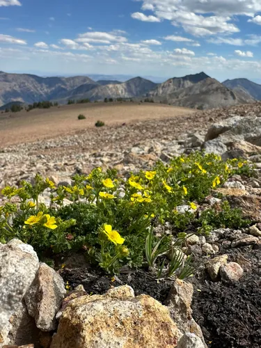 Sparseleaf Cinquefoil — photo by Blake Ferrell