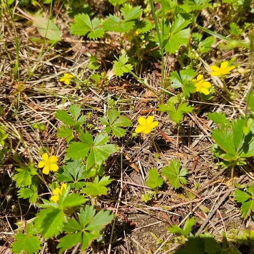 Dwarf Cinquefoil — photo by fancyfairy