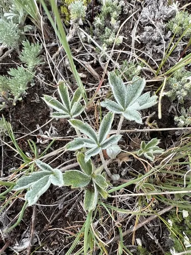 Elegant Cinquefoil — photo by Ednna Stobschinski