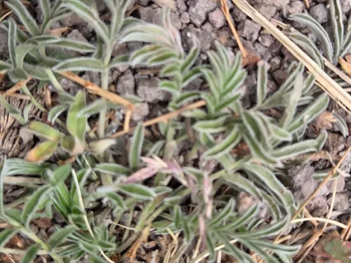 Bearded Cinquefoil