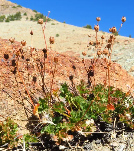 Crested Cinquefoil — photo by Adam Schneider