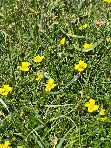 Erect Cinquefoil — photo by Kate Hart
