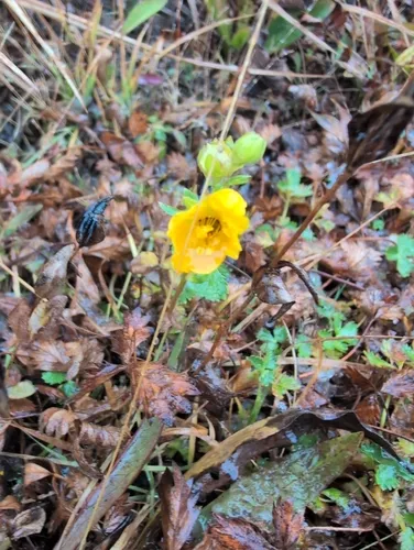 High Mountain Cinquefoil — photo by Kyle Dettloff