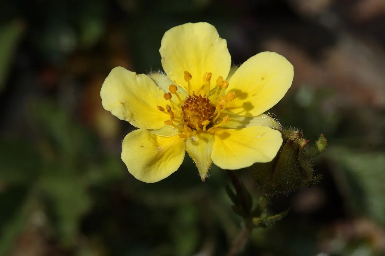 Sticky Cinquefoil (subsp. reflexa) — photo by Walter Siegmund (talk)