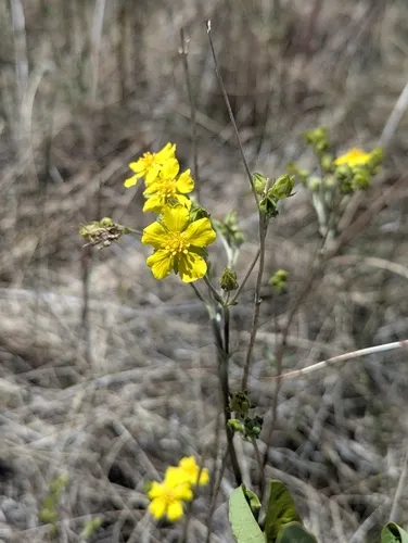 Slender Cinquefoil — photo by moses_outdoors
