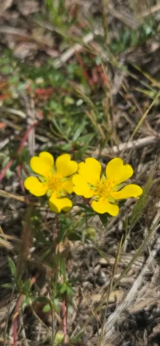 Hickman's Cinquefoil — photo by Erik Grijalva