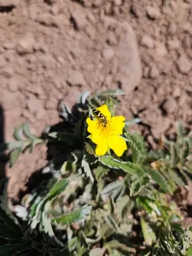 Woolly Cinquefoil — photo by apellegrini