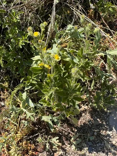 Ashy Cinquefoil — photo by Daniel Ruppel