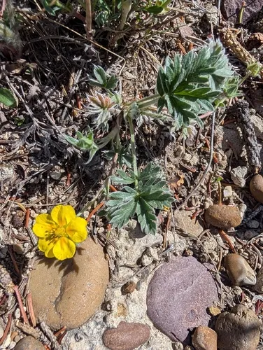 Macoun's Cinquefoil — photo by Sarah Vinge-Mazer