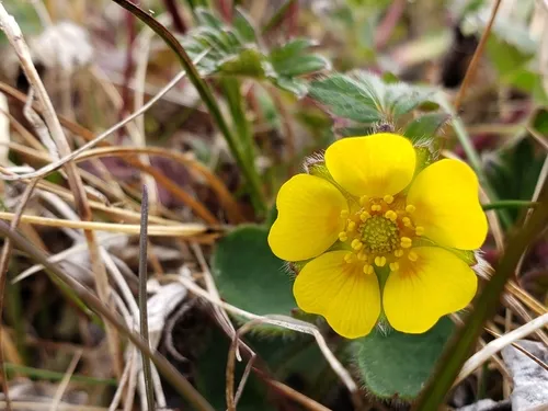 Arctic Cinquefoil