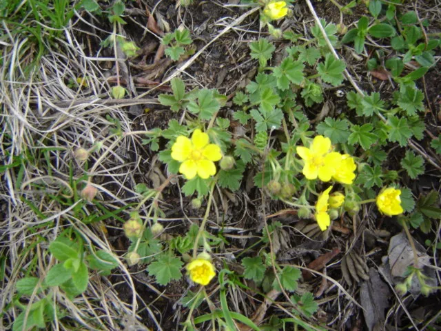 Spring Cinquefoil — photo by Christian Hummert ( Ixitixel )