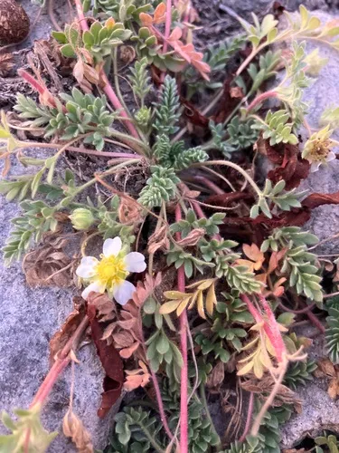 Newberry's Cinquefoil — photo by johndietrich