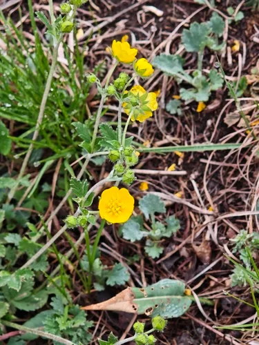 Snow Cinquefoil — photo by nyanodesu