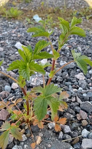 Norwegian Cinquefoil — photo by Mikko Heikkinen