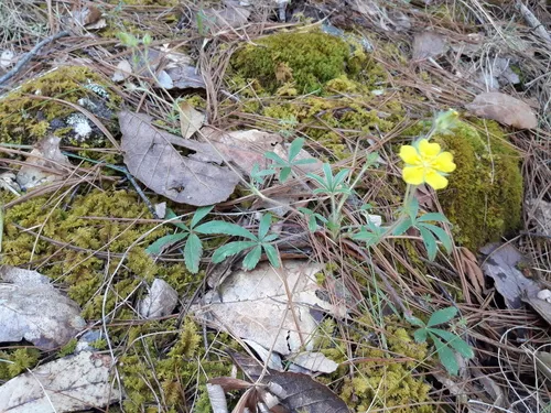 New Mexico Cinquefoil — photo by Alejandro_Linares