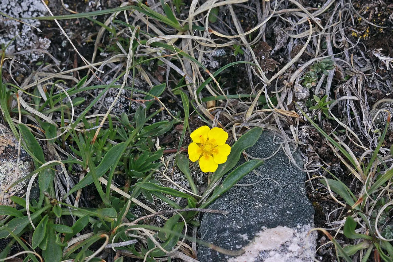 Sheep Cinquefoil (var. decurrens) — photo by Andrey Zharkikh from Salt Lake City, USA