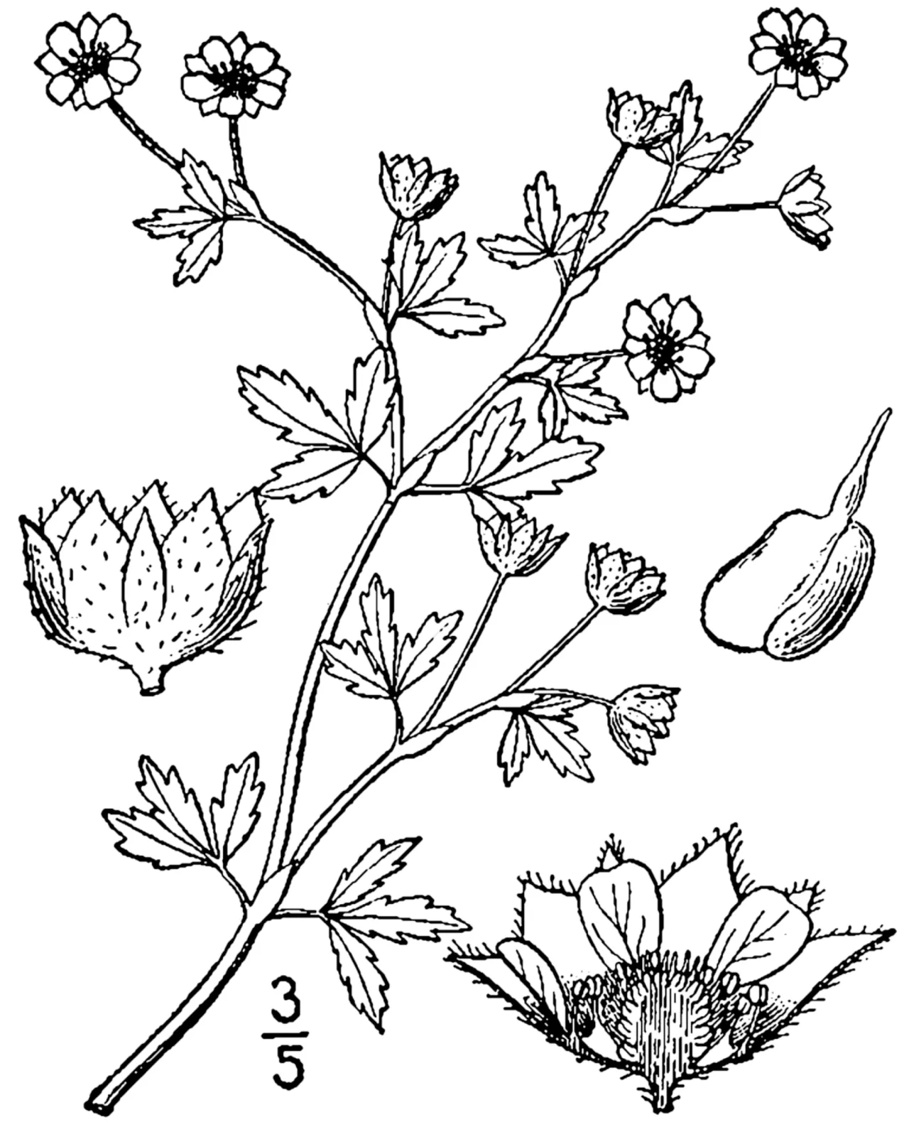 Paradox Cinquefoil — photo by Britton, N.L., and A. Brown. 1913. An illustrated flora of the northern Unite…