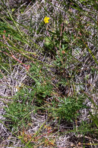 Platte River Cinquefoil — photo by Ernie Marx