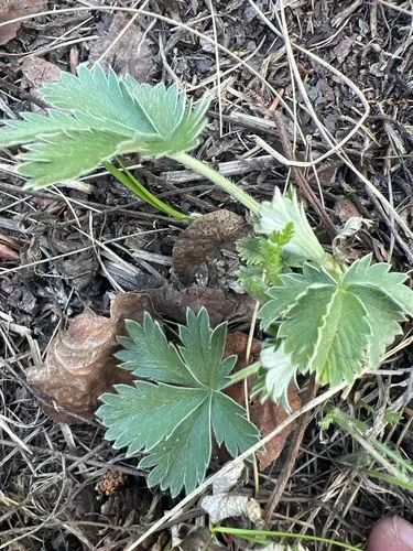 Beautiful Cinquefoil