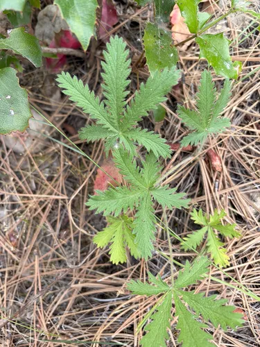 Sulphur Cinquefoil — photo by Isis Khalil
