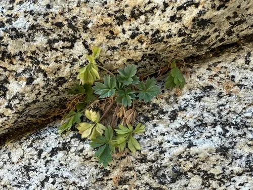 Cliff Cinquefoil — photo by Justin M. Wood