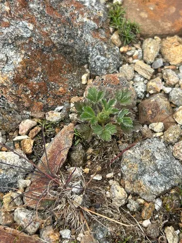 Dwarf Mountain Cinquefoil — photo by Alex Karasoulos