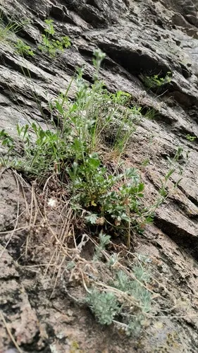 Rock Cinquefoil — photo by Mike