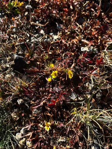Sierra Blanca Cinquefoil — photo by Benjamin Stout