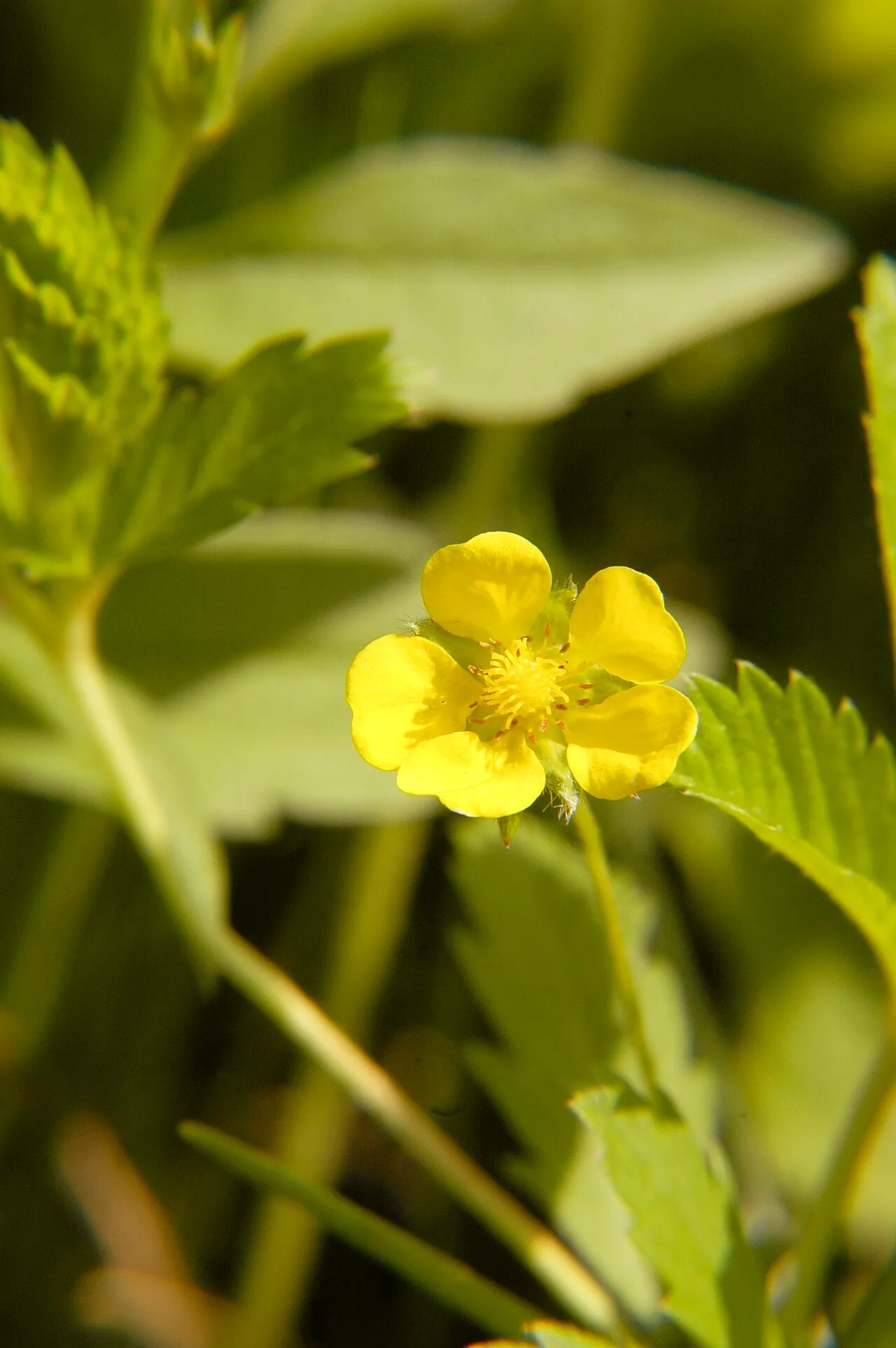 Common Cinquefoil — photo by Frank Mayfield