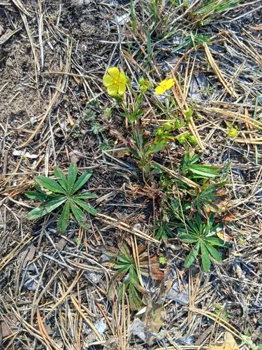 Greenland Cinquefoil (var. groenlandica) — photo by naturalisttt