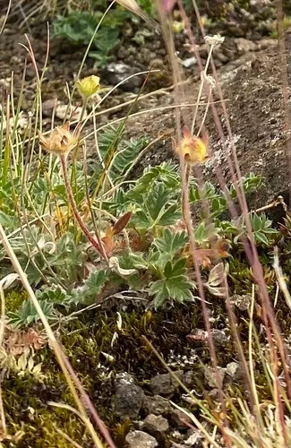 Oneflower Cinquefoil — photo by Илья Руденко