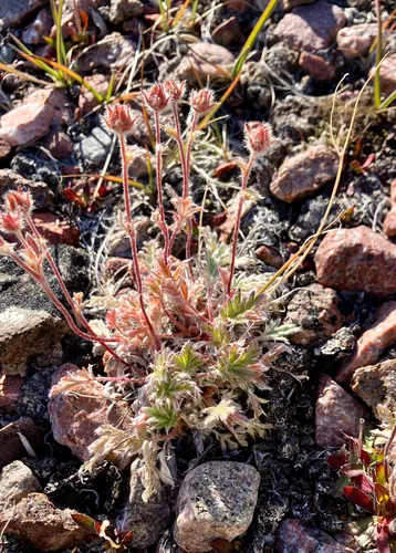 Vahl's Cinquefoil — photo by DiamondSpgs