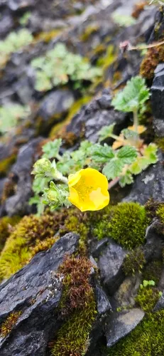 Villous Cinquefoil — photo by Robert Hansen