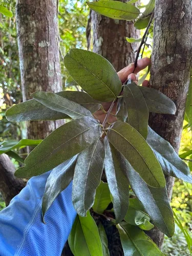 Cocuyo