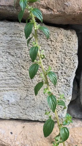 Graceful Pouzolzsbush — photo by 胡正恆(Jackson Hu)