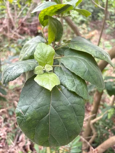 Fragrant Premna — photo by fage