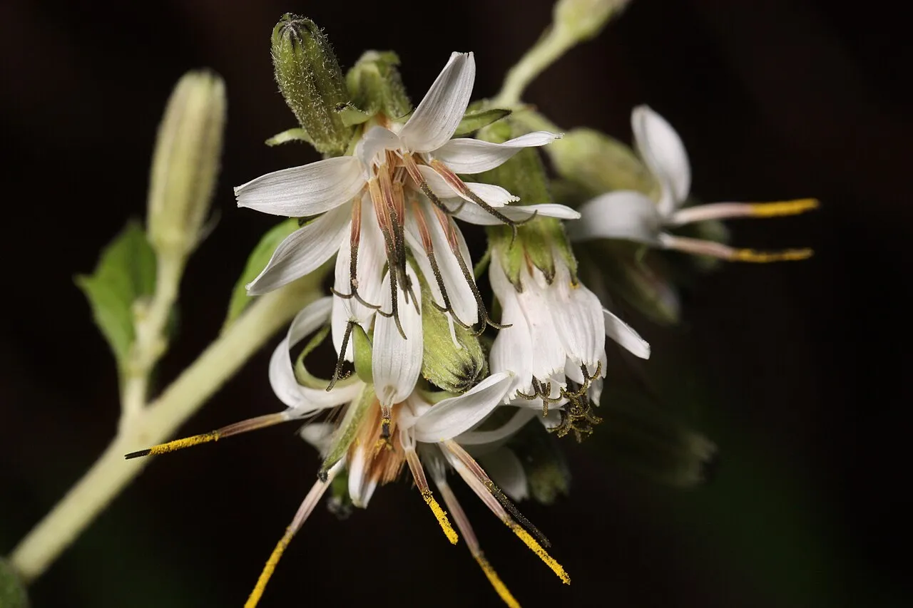 Western Rattlesnakeroot — photo by Walter Siegmund (talk)
